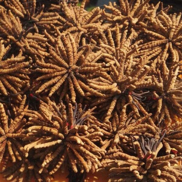 Cordyceps sinensis