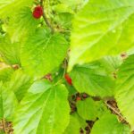 Nutralighting Whole Mulberry-Source Industry Chain Products: Ultrafine Powder, Extract & Sanghuang