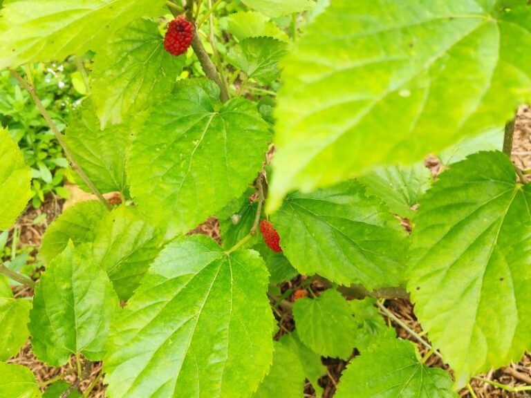 Nutralighting Whole Mulberry-Source Industry Chain Products: Ultrafine Powder, Extract & Sanghuang
