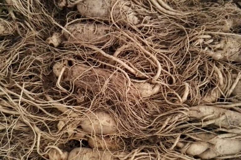 Ginseng Extract Raw Material – Fresh ginseng Root