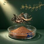 Bacopa Monnieri Extract
