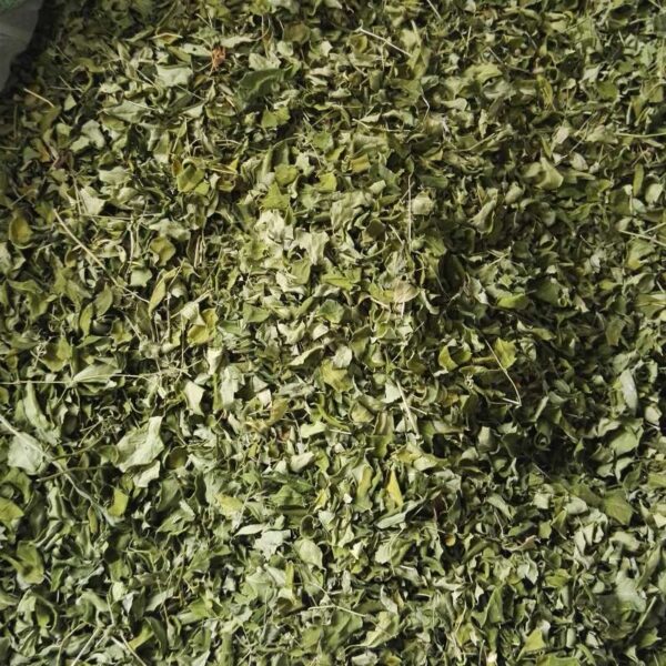 Moringa Dry Leaves