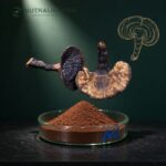 Reishi Extract