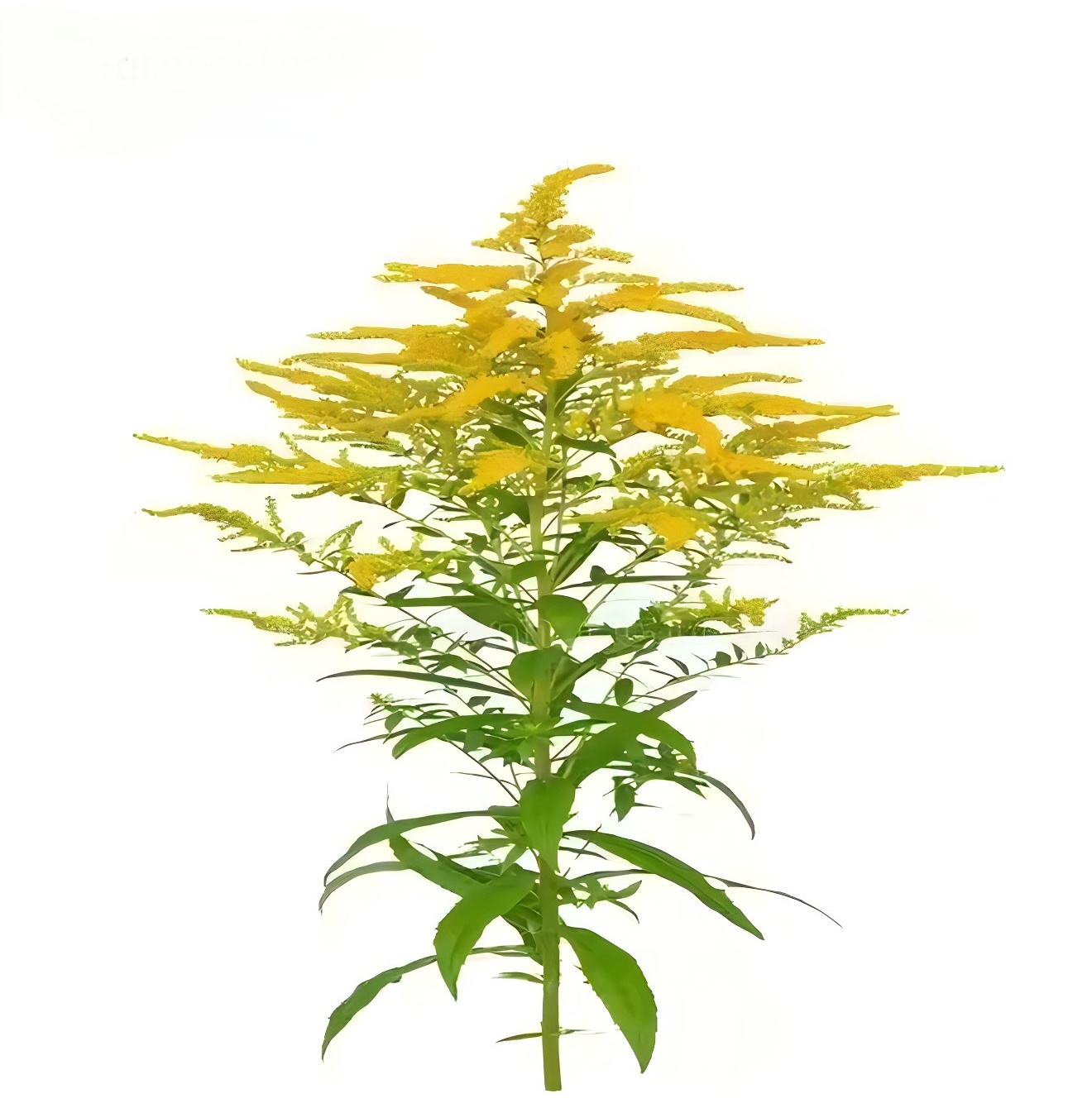 一枝黄花