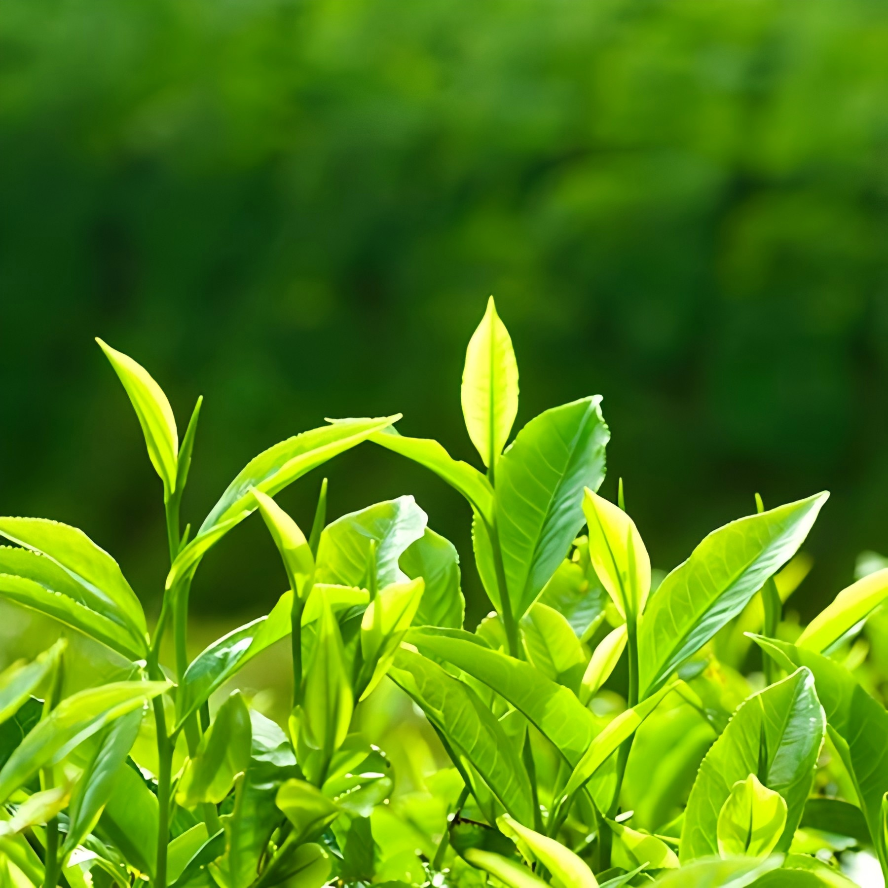 绿茶